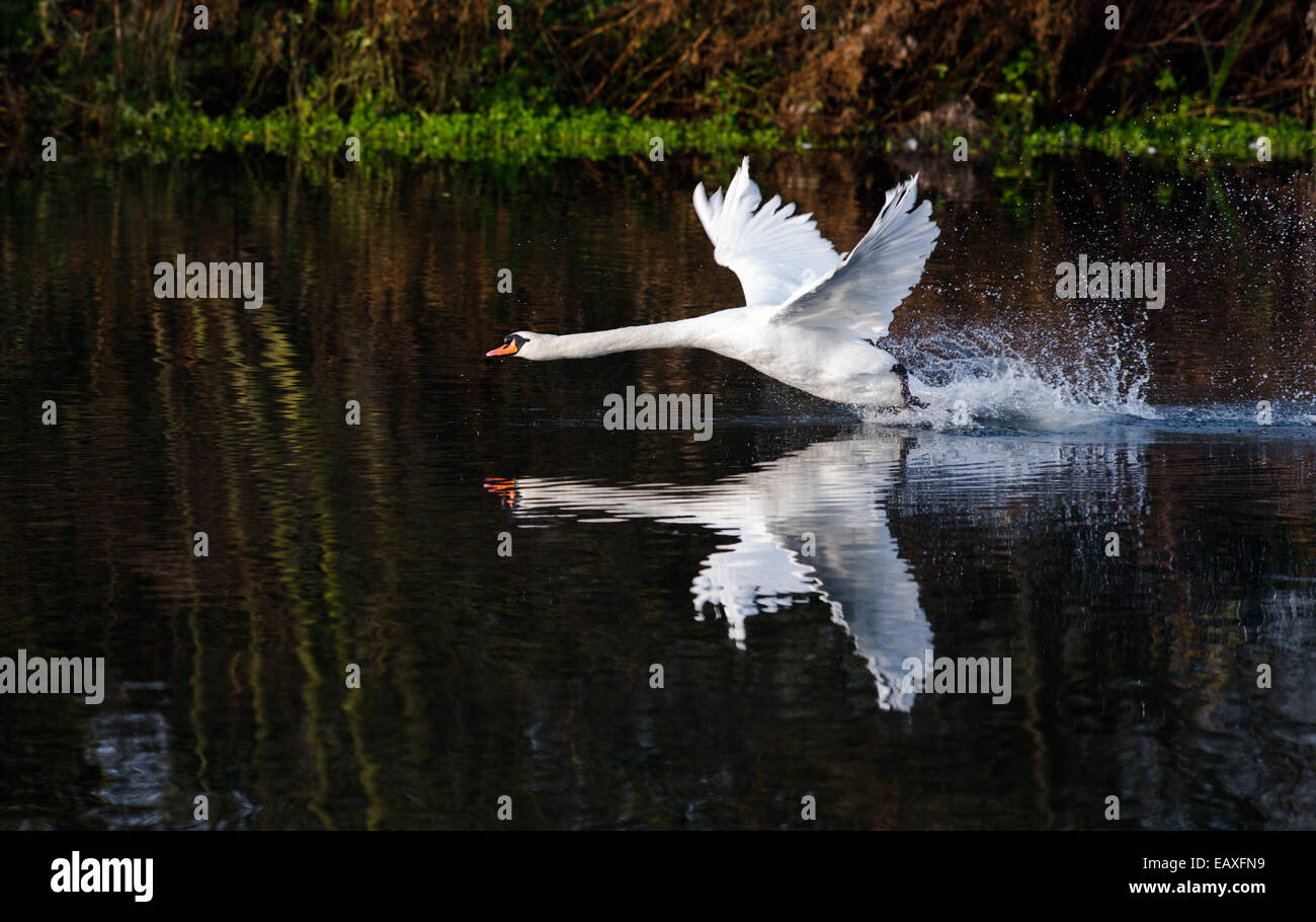 Male mute swan taking off from a lake. Stock Photo