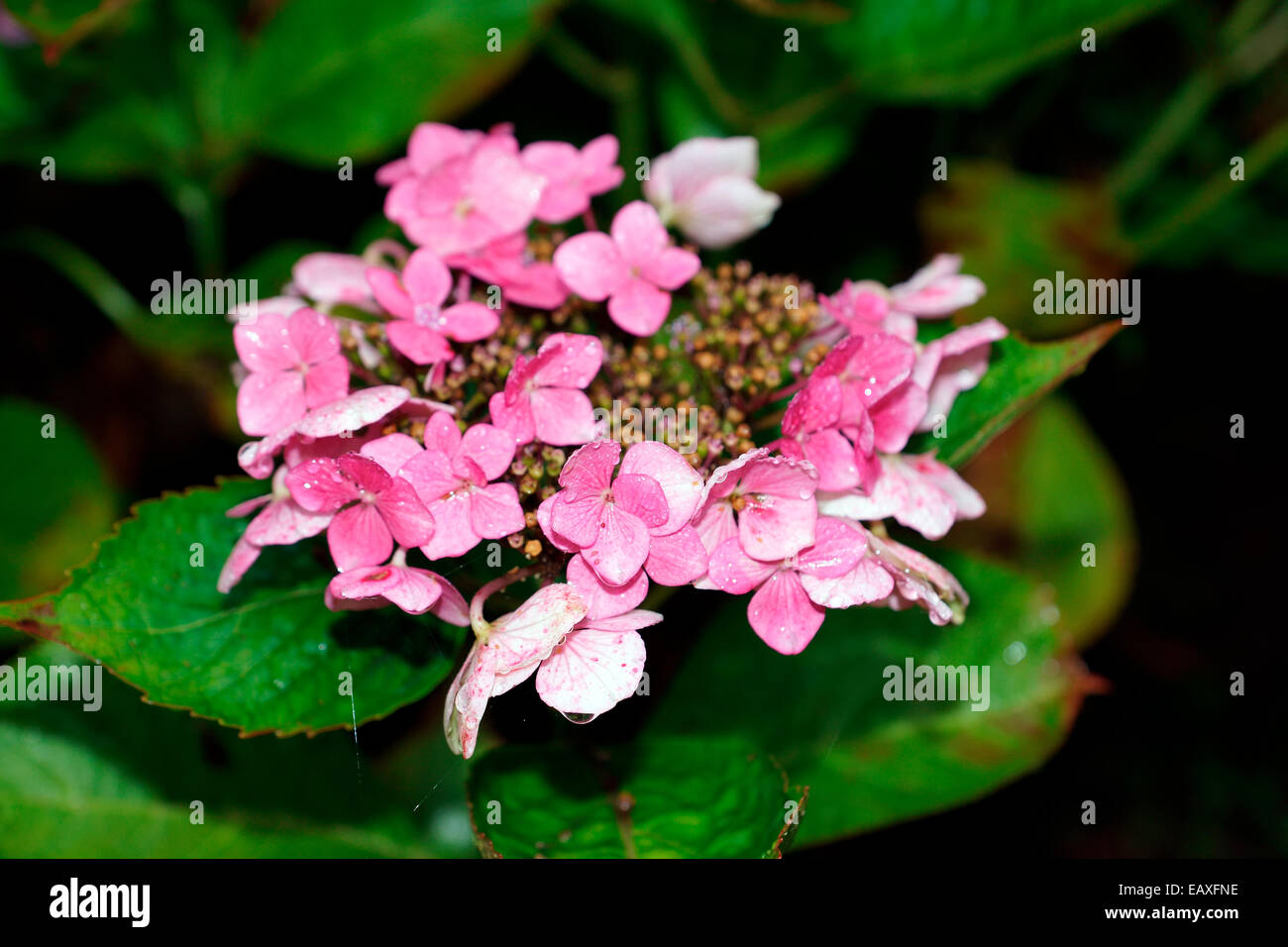 HYDRANGEA, HORTENSIA, MOP HEAD, POMPOM Stock Photo Alamy