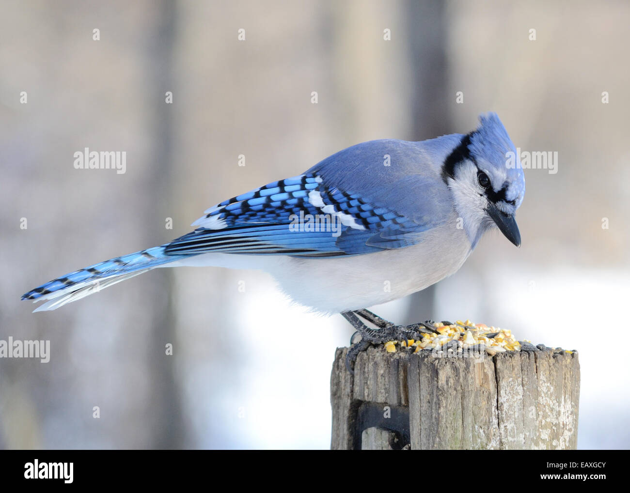 A blue jay perched on a post with bird seed. Stock Photo