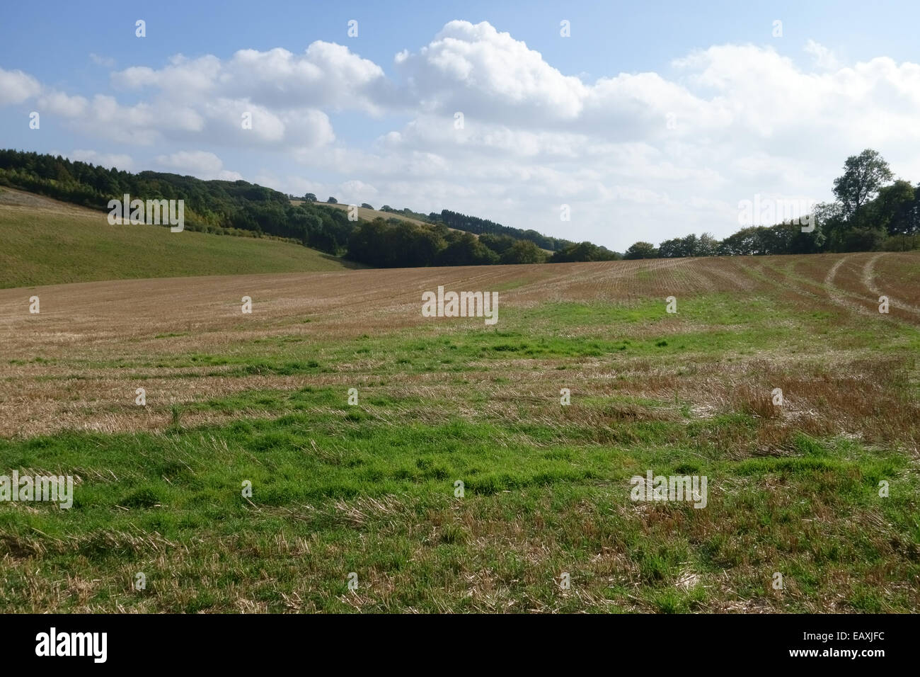 Wheat stubble with some crop and weed regrowth in early autumn, Berkshire, September Stock Photo