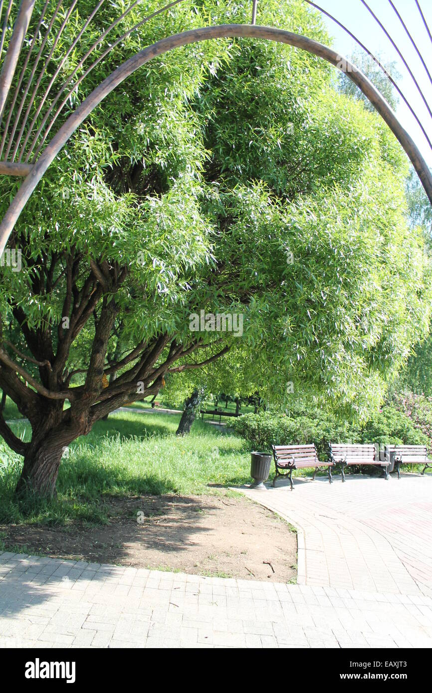 beautiful green tree in city summer park Stock Photo - Alamy