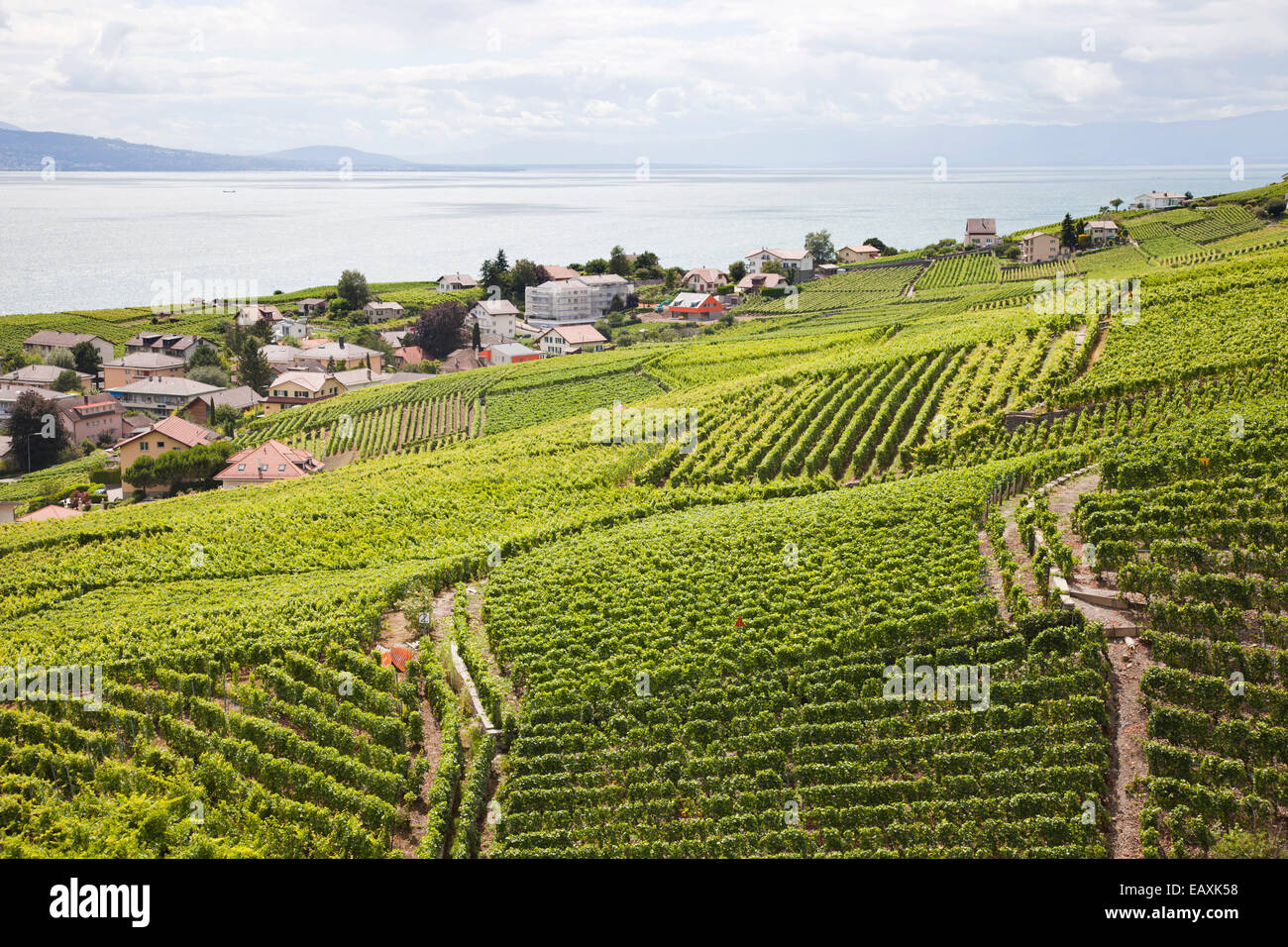 Vineyards Of Lavaux Lausanne Switzerland Europe Stock Photo Alamy vineyards-of-lavaux-lausanne-switzerland-europe-stock-photo-alamy