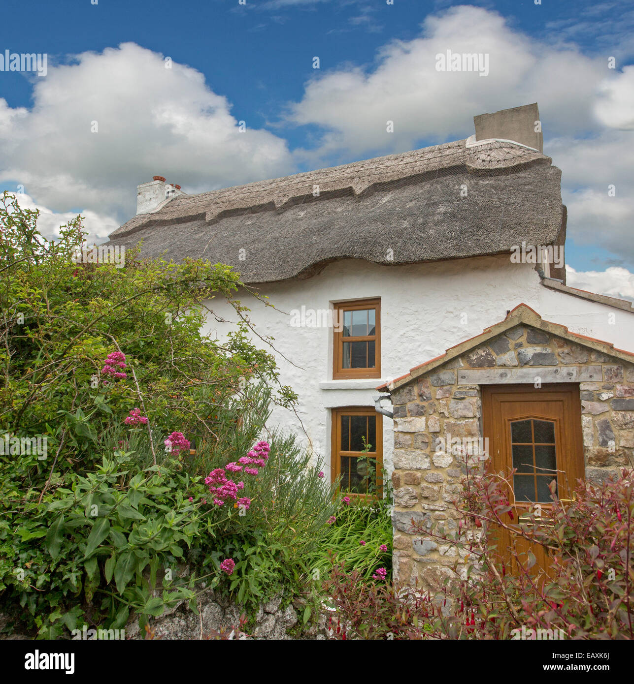 White painted cottage with thatched roof, small stone doorway & colourful flowering shrubs under blue sky at Port Eynon, Wales Stock Photo
