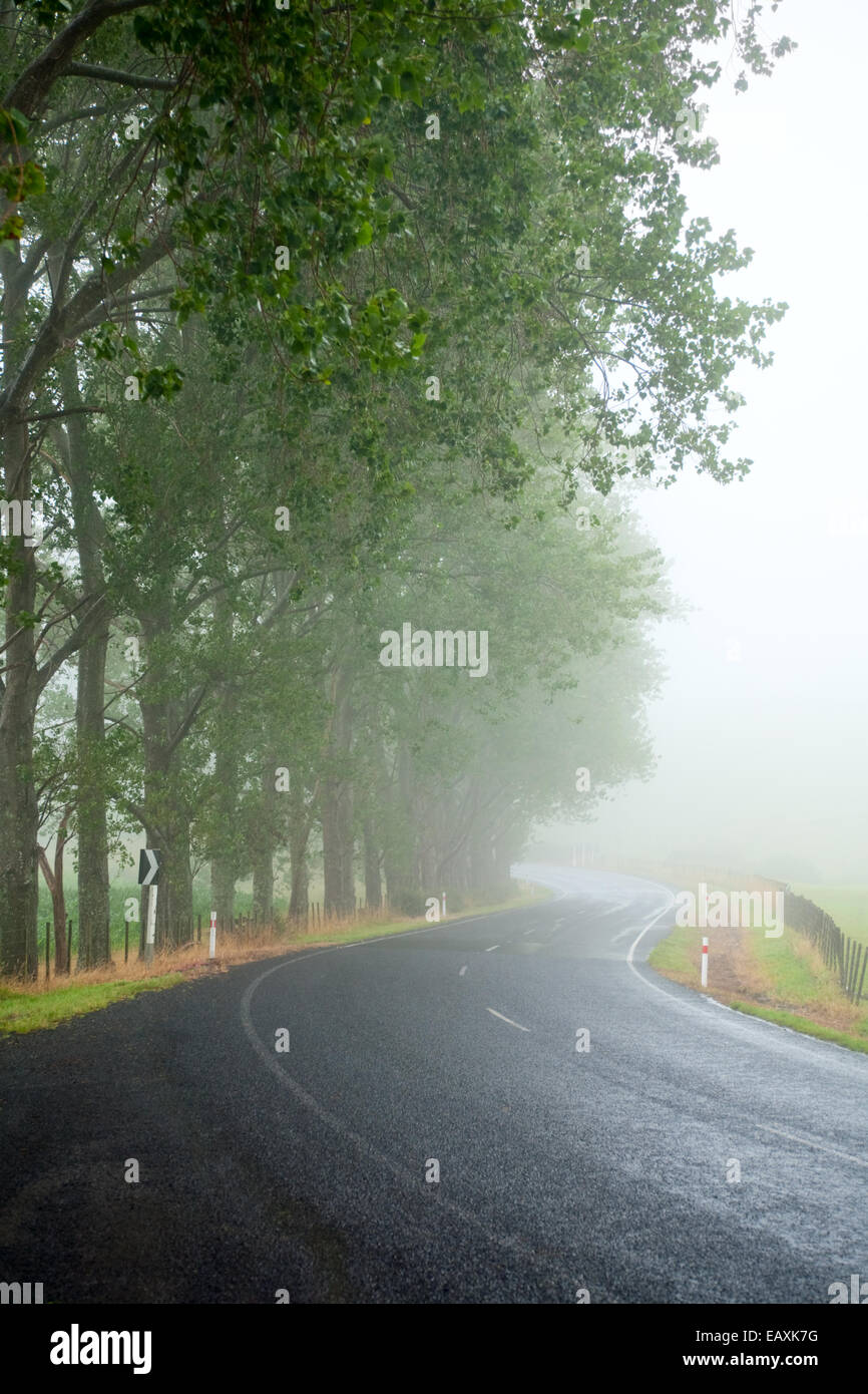 Country road with roadside trees on a foggy day Stock Photo - Alamy