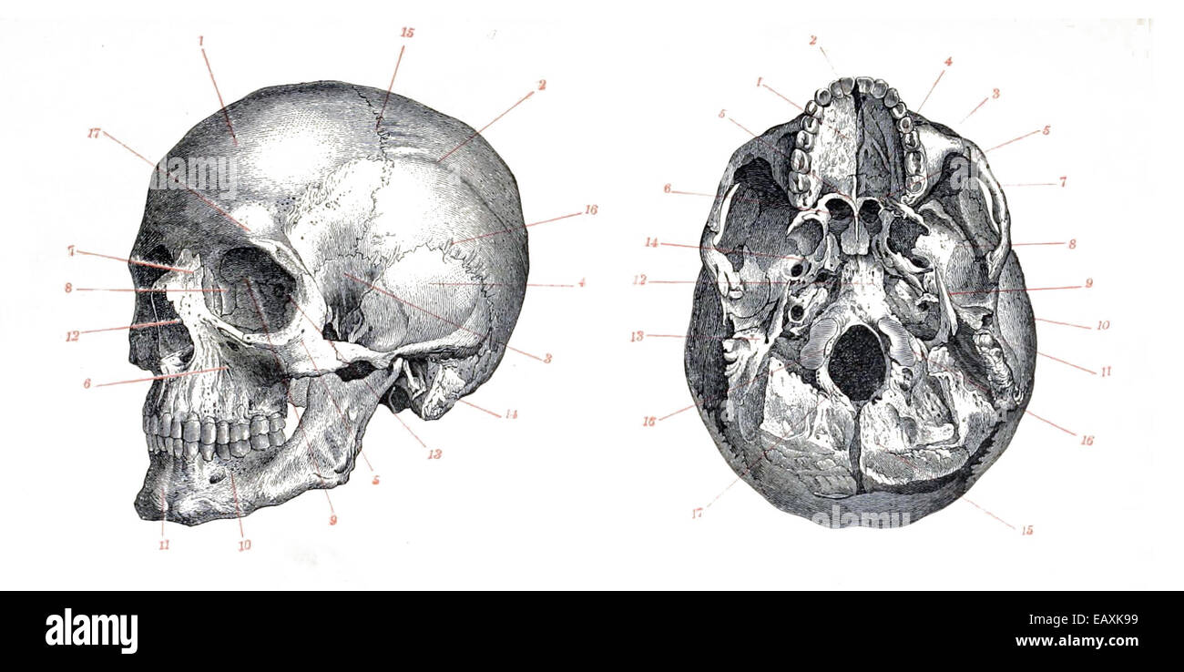 Skull of ''Homo sapiens'' Stock Photo