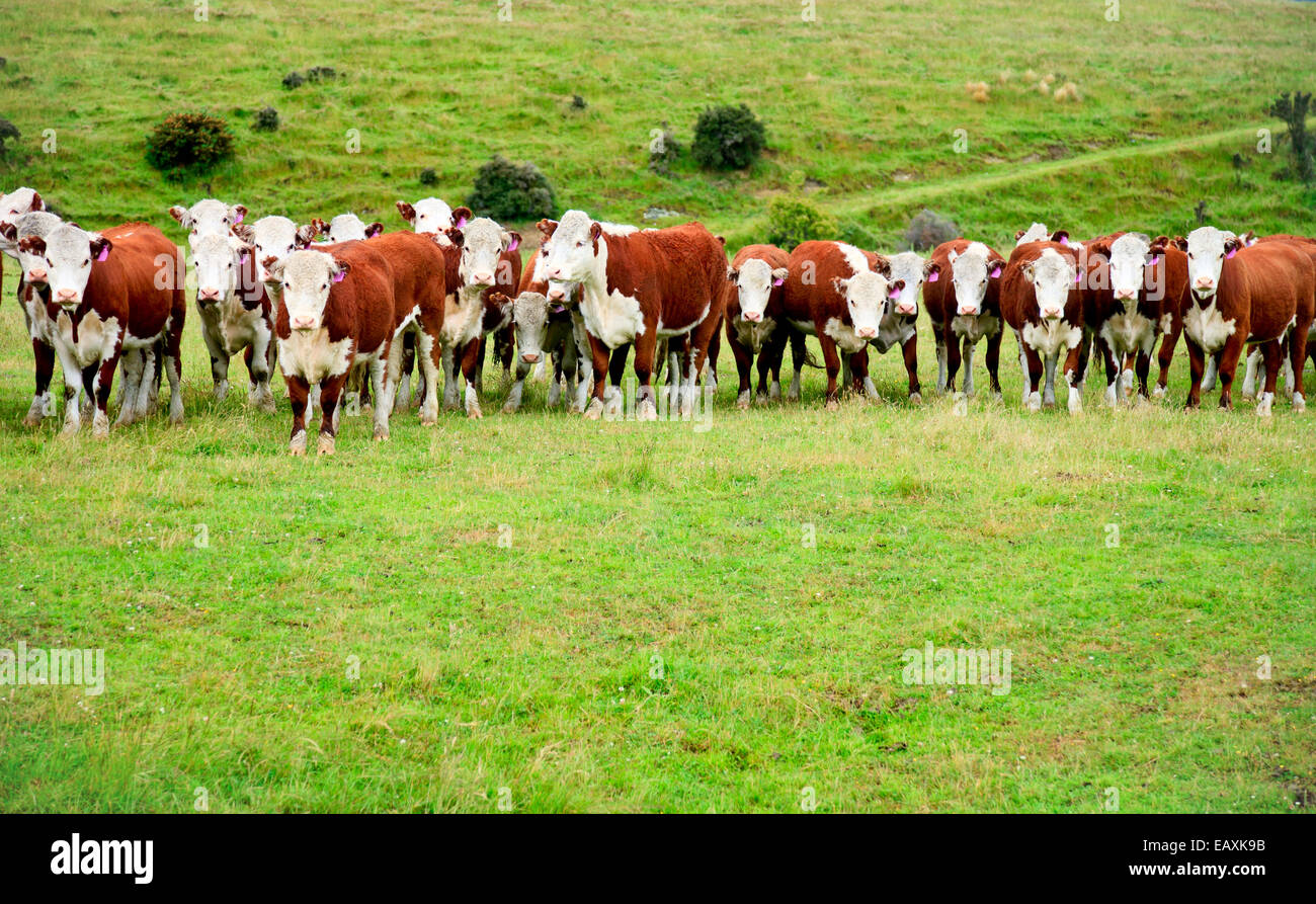 Calves at a pasture in New Zealand Stock Photo Alamy