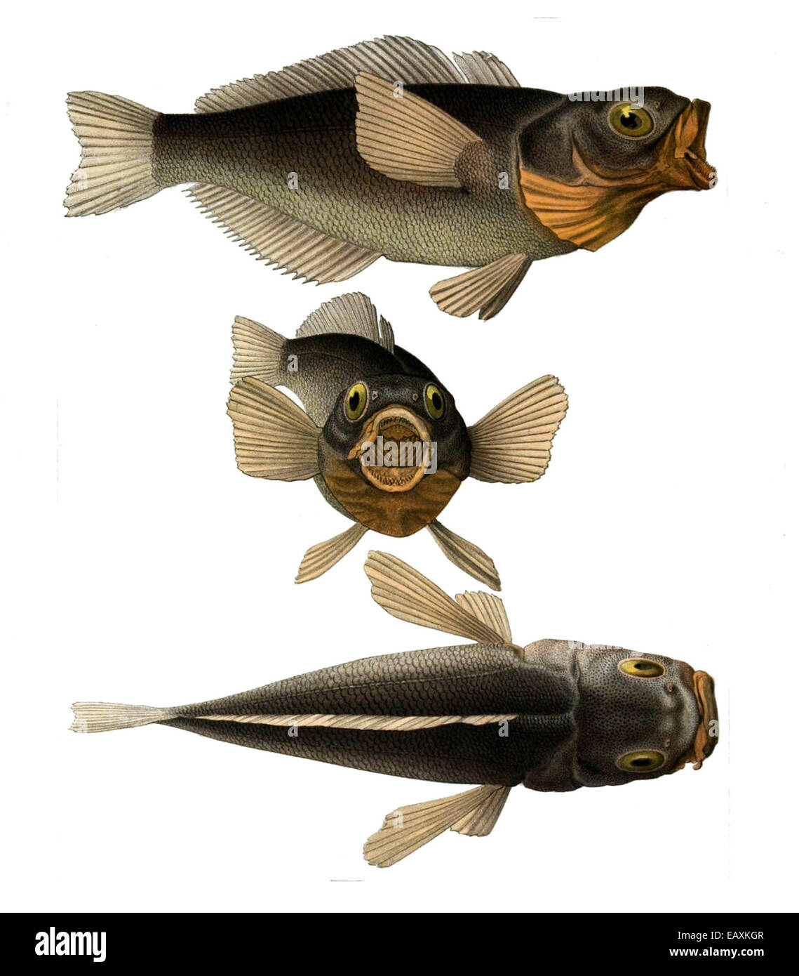 Lesser-Known Antarctic Species Worth Protecting - Antarctic and Southern  Ocean Coalition, image size:1139x1390