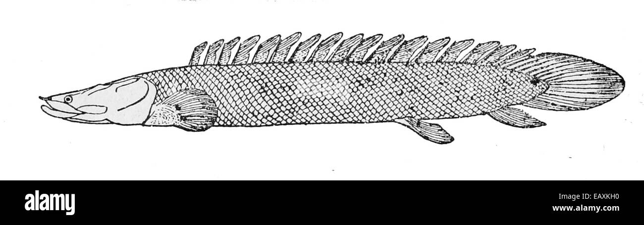 Polypterus bichir Stock Photo