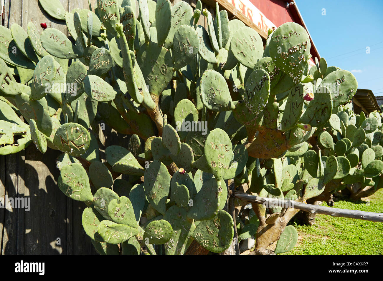 Prickly pear cactus that people write names and messages into Stock