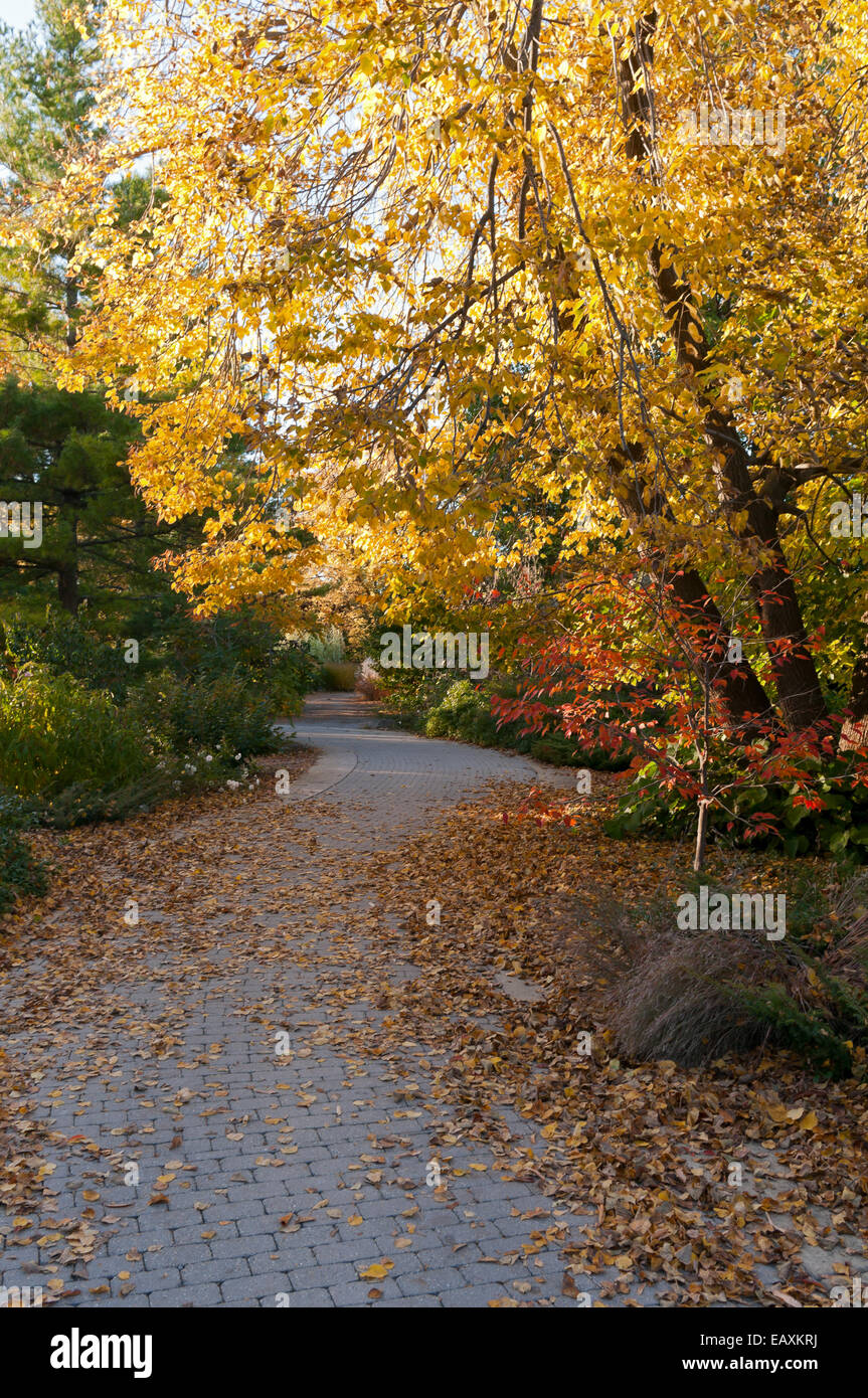Winding tree-lined path at Olbrich Botanical gardens during autumn in ...