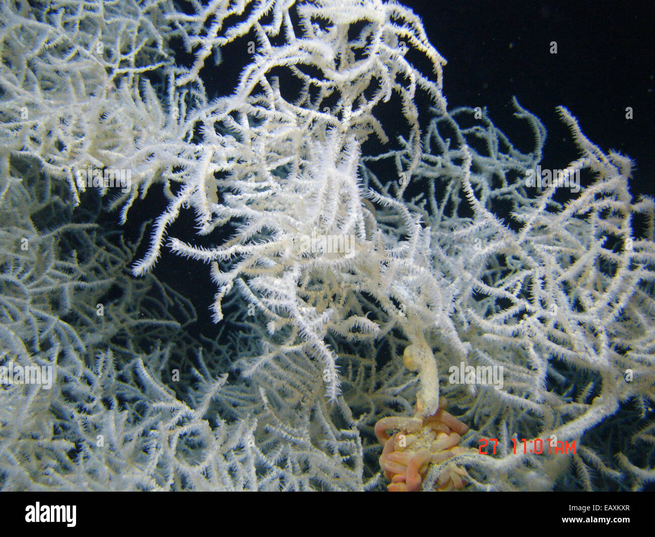 Deep sea coral. White 'black coral' Leiopathes glaberrima. Gooseneck barnacles are attached to a branch in the lower right center. Stock Photo