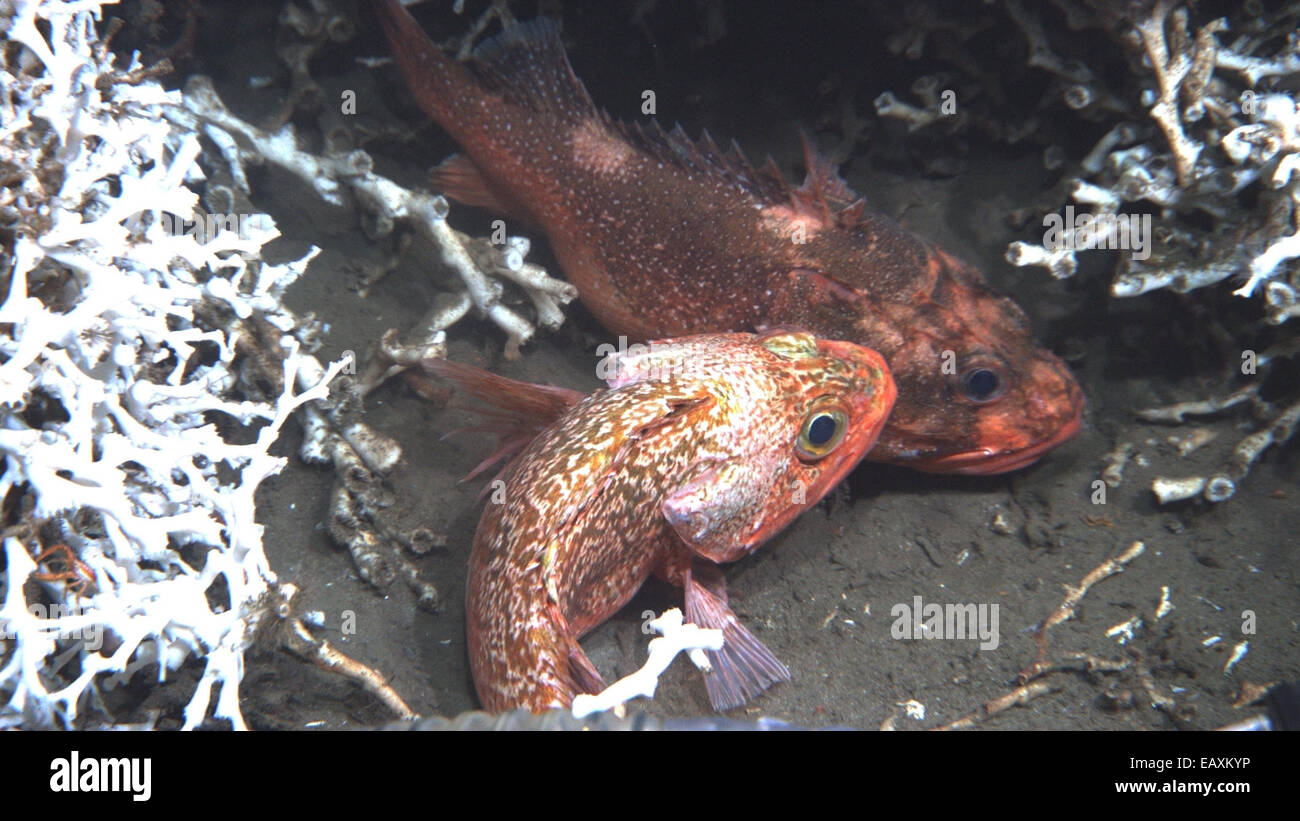 Blackbelly rosefish hi-res stock photography and images - Alamy