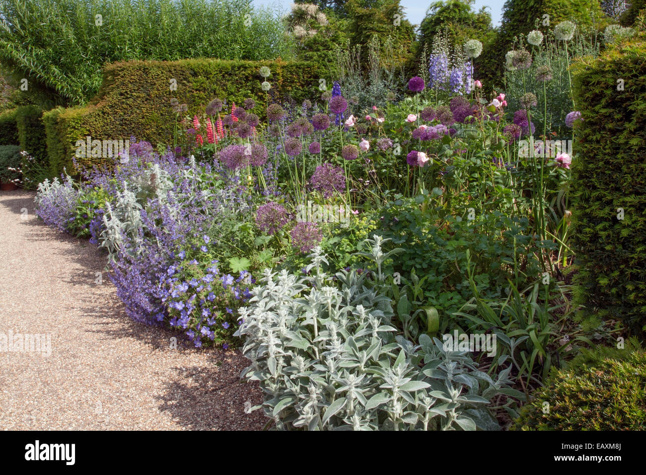 Arundel Castle Herbaceous border plant combination Stachys, Lupinus, Allium, Delphinium, Nepeta and Alchemilla mollis Stock Photo