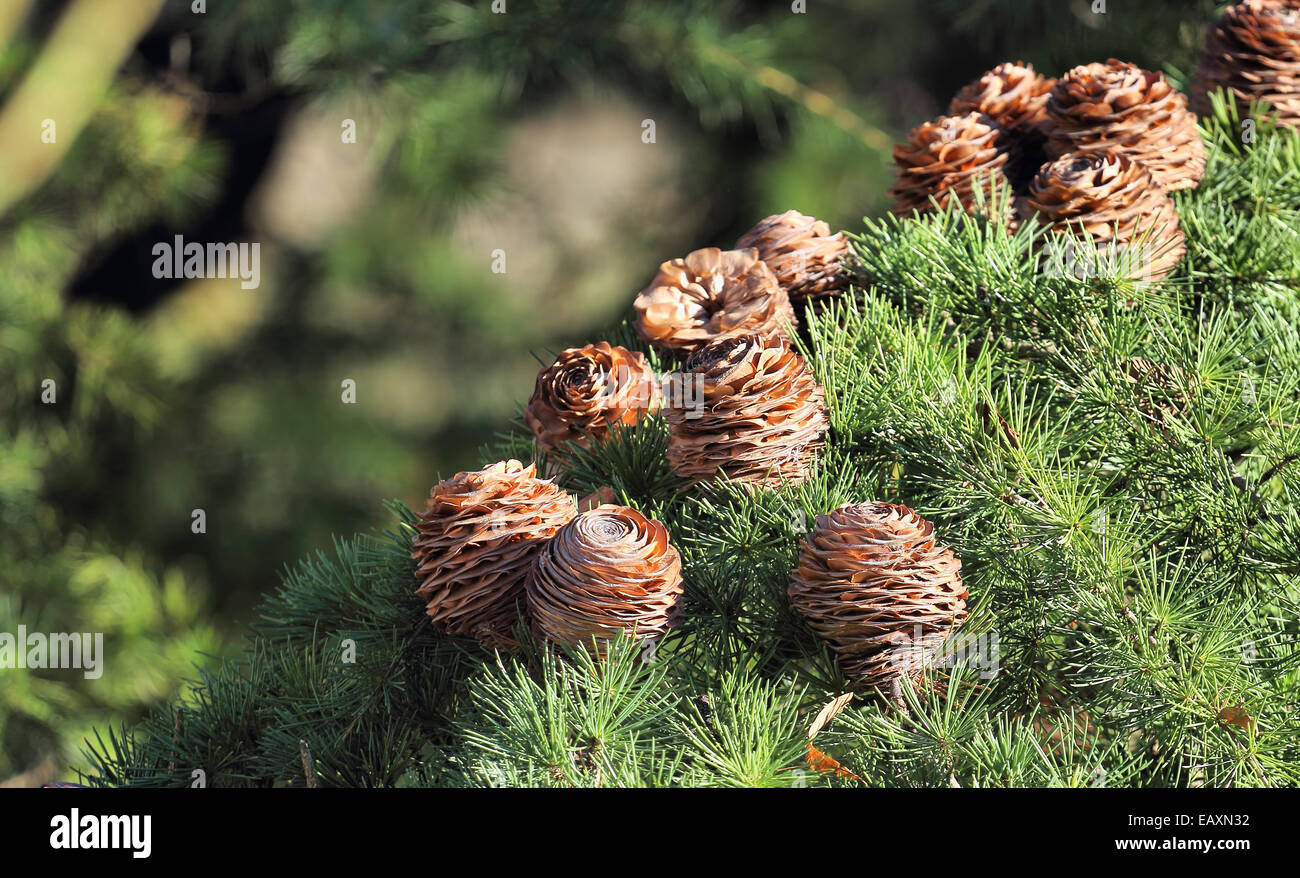 Pine Cones hanging on a Tree branch Stock Photo