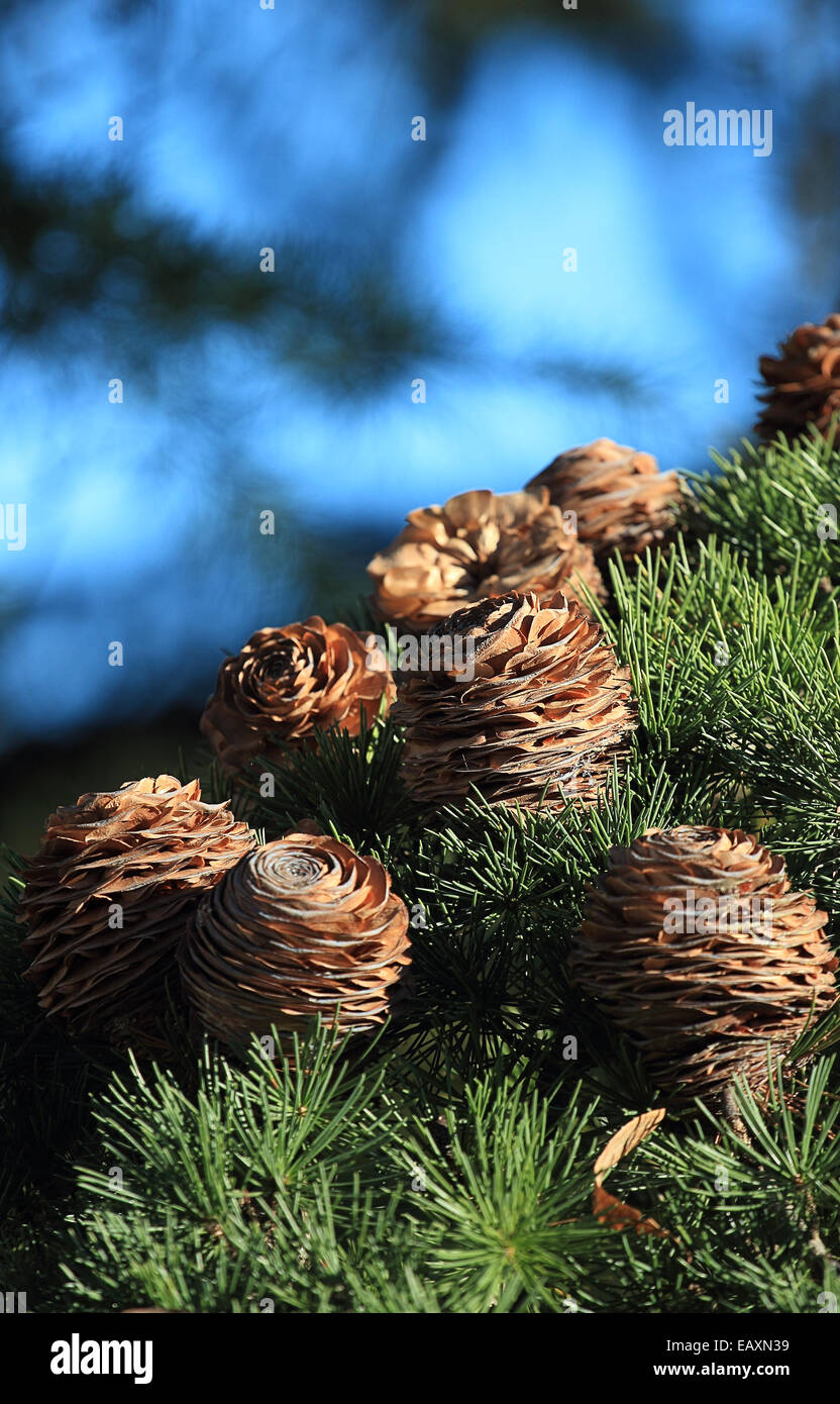 Pine Cones hanging on a Tree branch Stock Photo