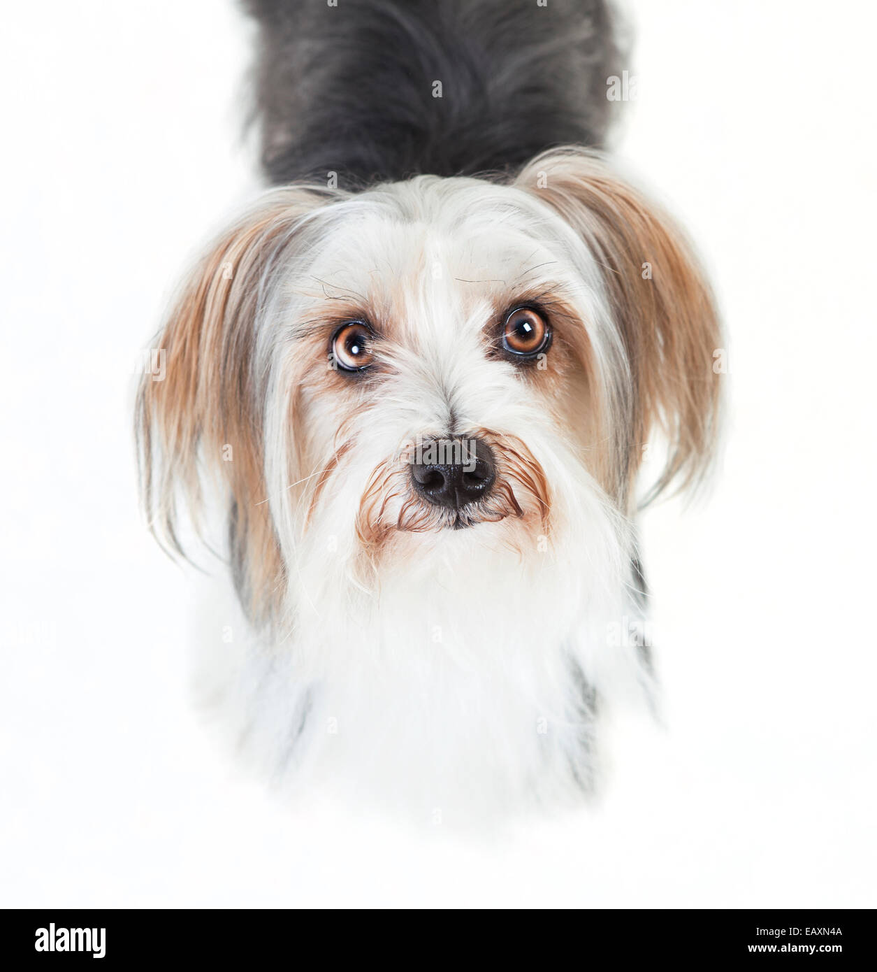 lhasa apso yorkshire hybrid sitting, looking up, white background Stock Photo Alamy