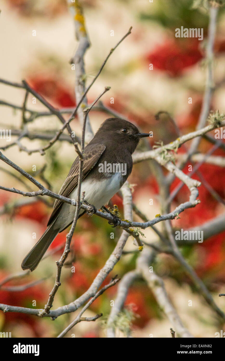 Black Phoebe on a branch with red and cream colors in the background. (Portrait) Stock Photo