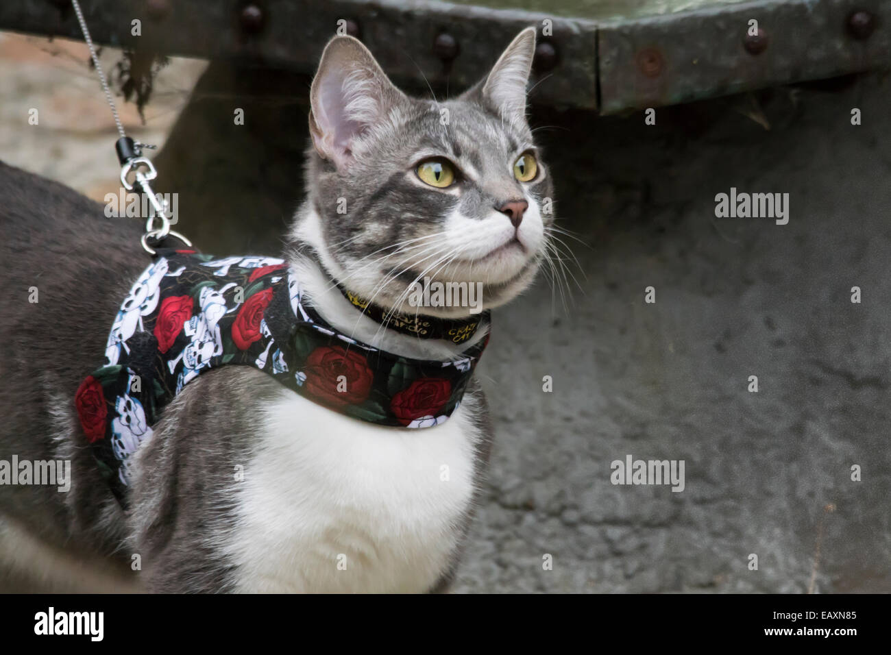 Domestic Short hair cat taking a on leash walk wearing a vest harness Stock Photo