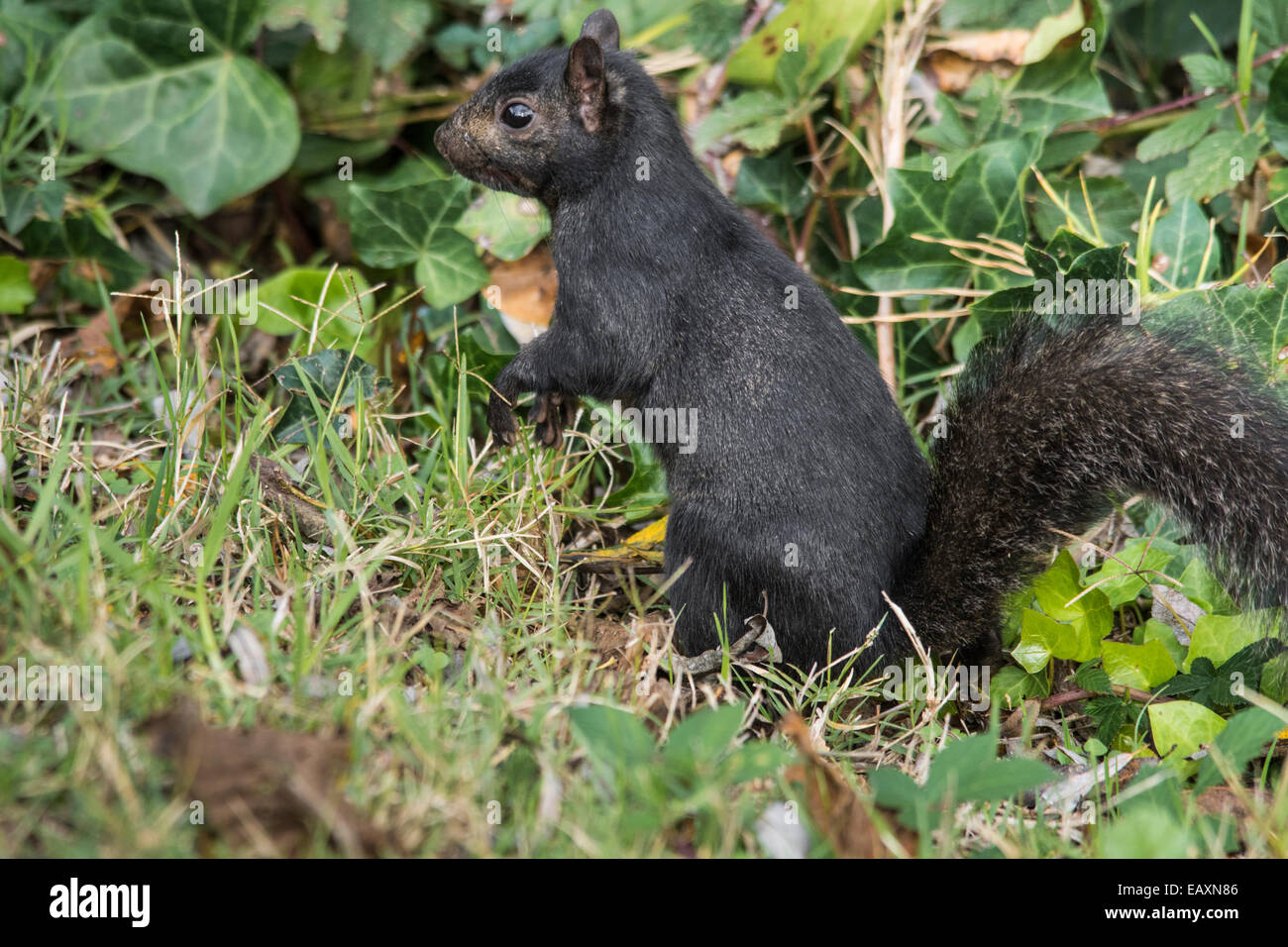 Black Squirrel collecting nuts against green ivy and grass. Stock Photo