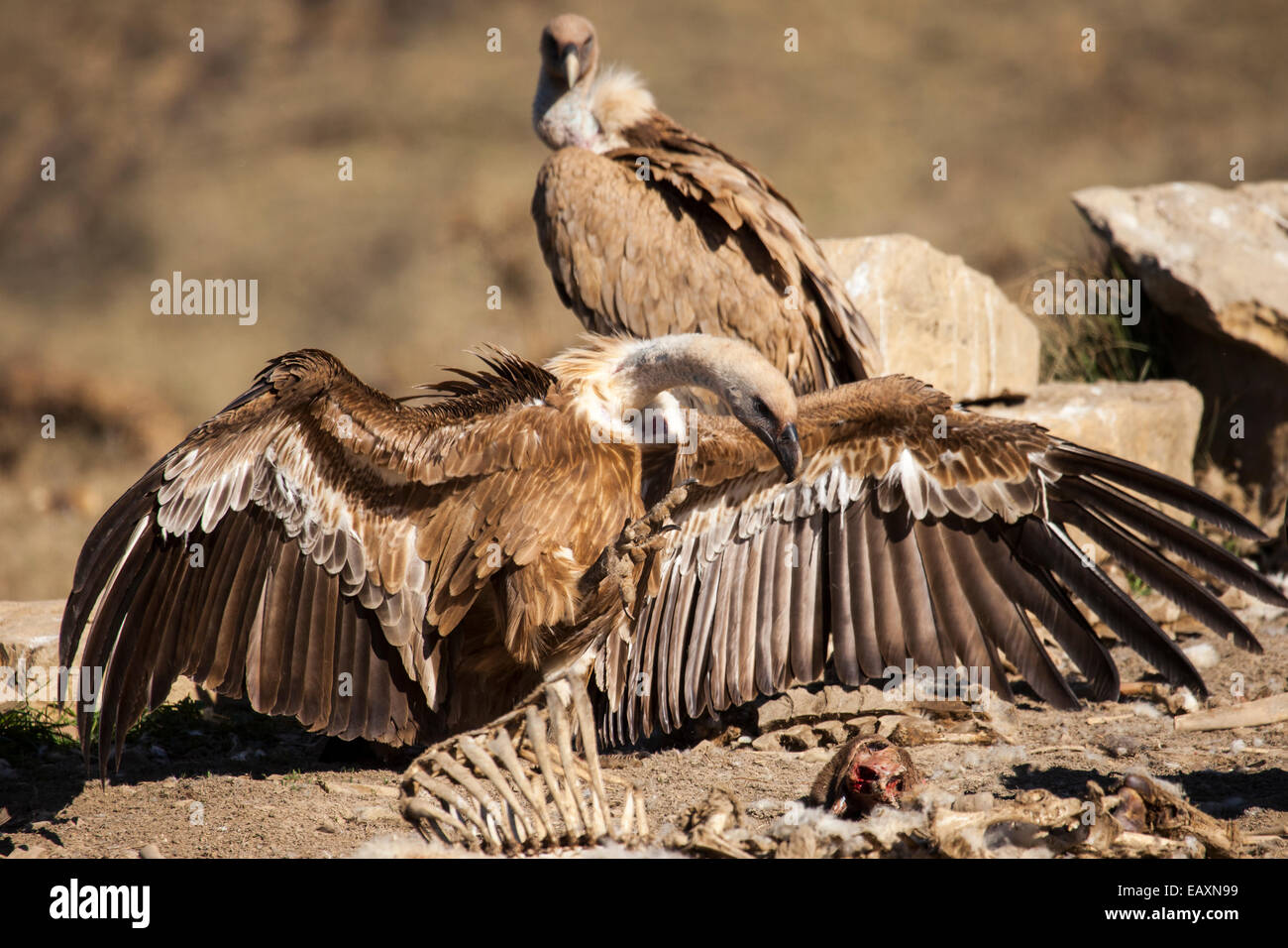 Vulture in aggressive attitude towards the remains of a corpse Stock Photo