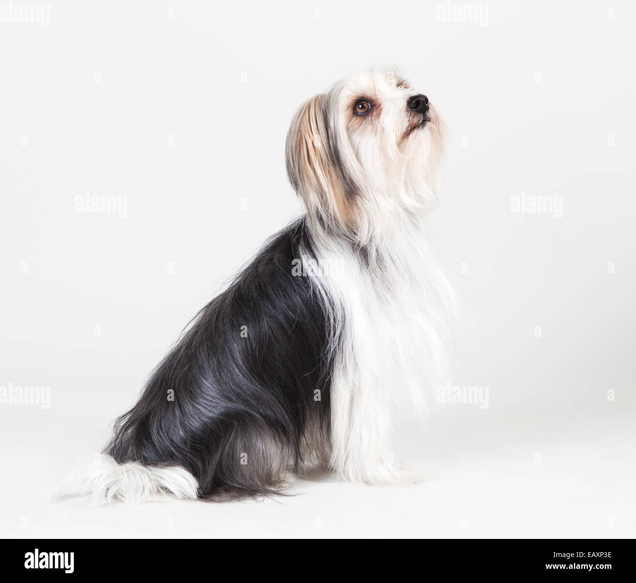 lhasa apso yorkshire hybrid sitting, looking up, white background Stock Photo Alamy