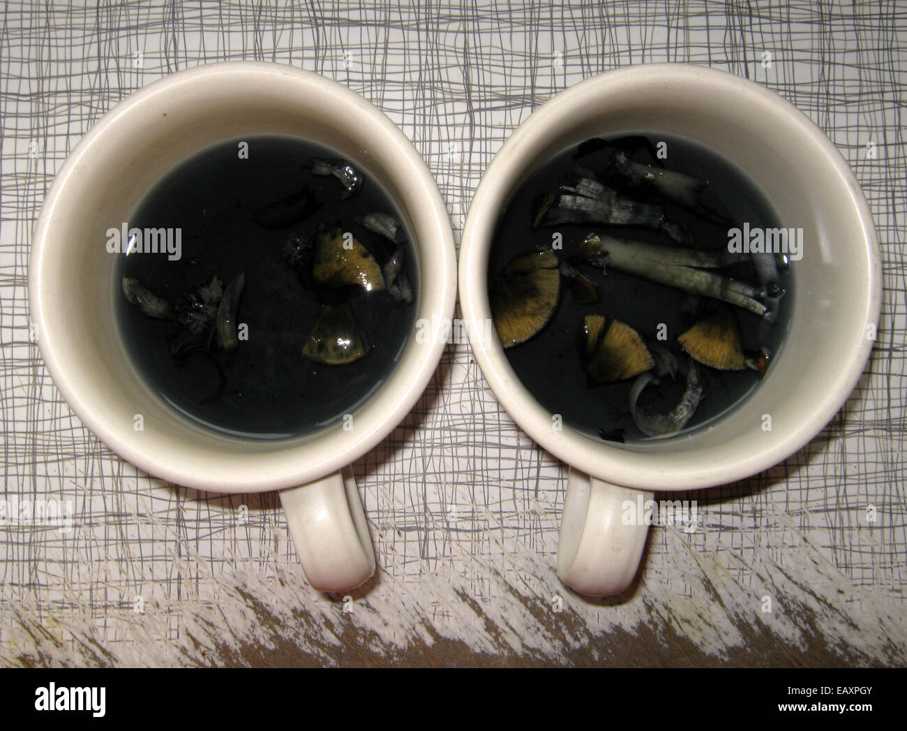 Psilocybe cubensis 'Magic Mushroom Tea' Stock Photo