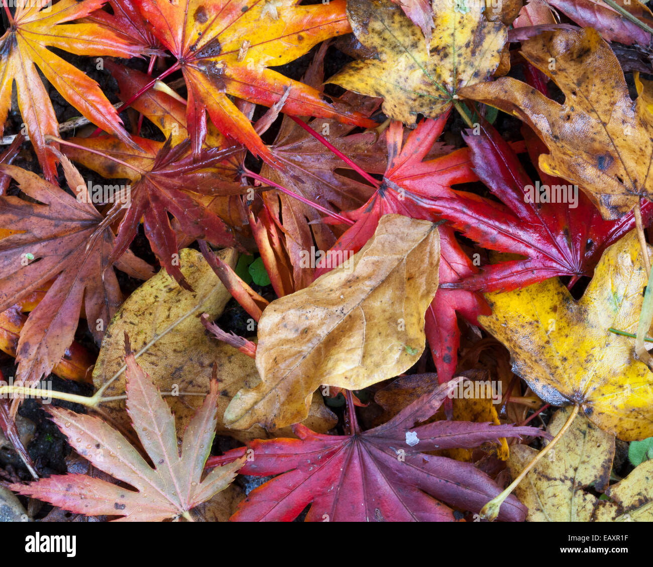 Autumn colours in a garden Stock Photo