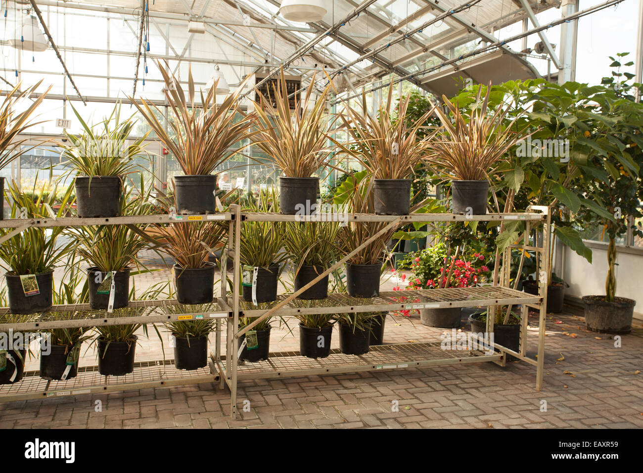 Greenhouse interior at plant nursery and garden center in Great