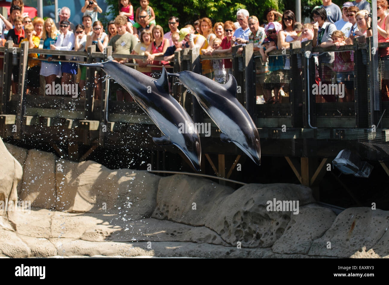 Jumping Pacific Whitesided Dolphins during a show in Vancouver Aquarium with spectators Stock Photo