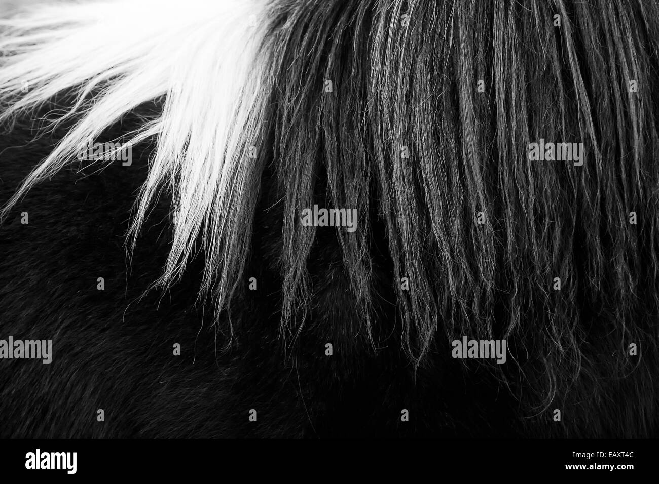 A black and white photo of horse hair texture background Stock Photo Alamy