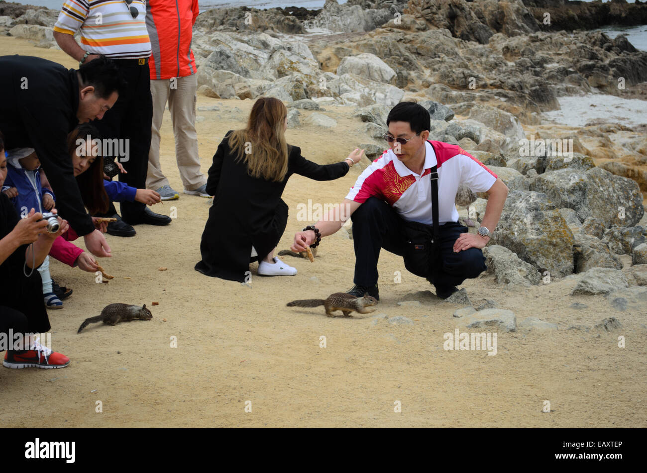 Tourists feeding California Ground Squirrels Stock Photo Alamy