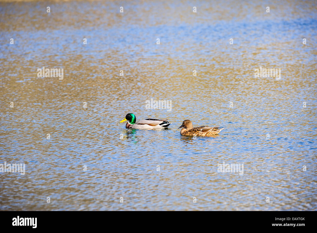 two ducks on the water Stock Photo