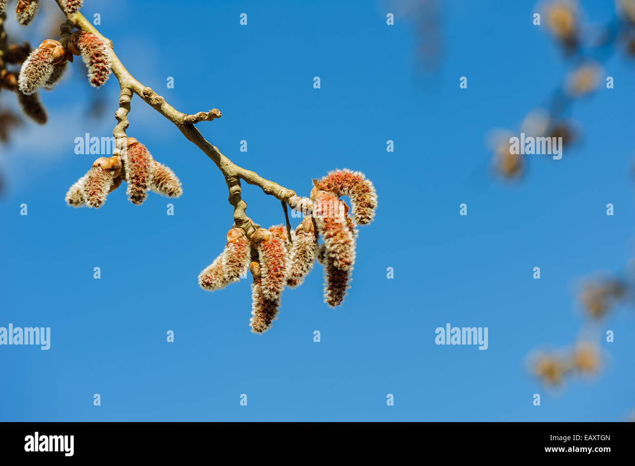 Catkins at Alder Tree Stock Photo Alamy