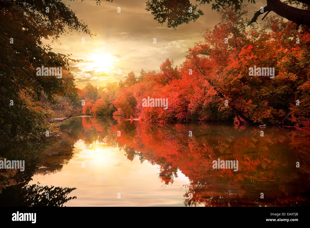 Vibrant colors of the autumn forest at sunset Stock Photo - Alamy