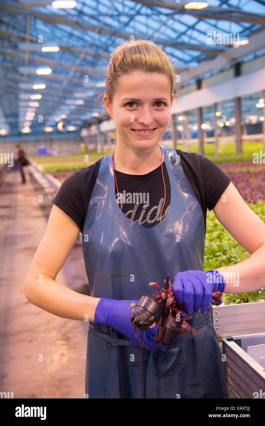 Woman working at a Geothermal Greehouse farm separating plants for growing, Hueragerd in Southern Iceland Stock Photo
