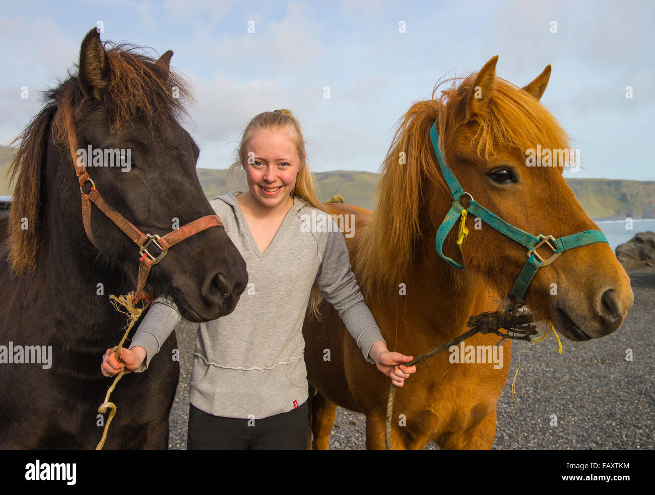 Young lady leading her two Icelandic horses for a trail ride. Vik, Iceland, USA Stock Photo Alamy