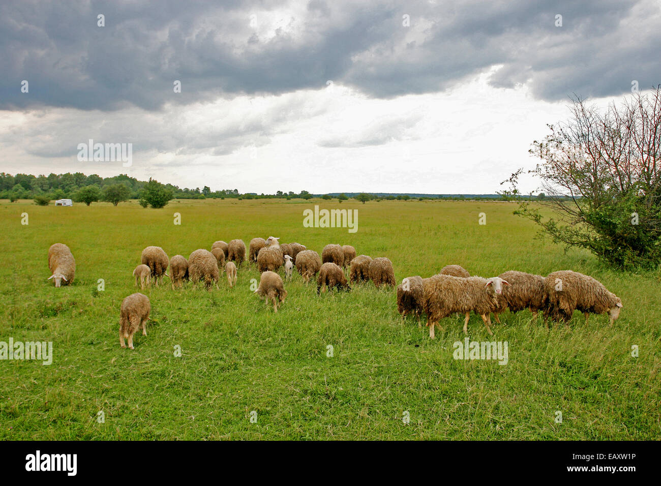 A flock of sheep grazing on a meadow Stock Photo - Alamy