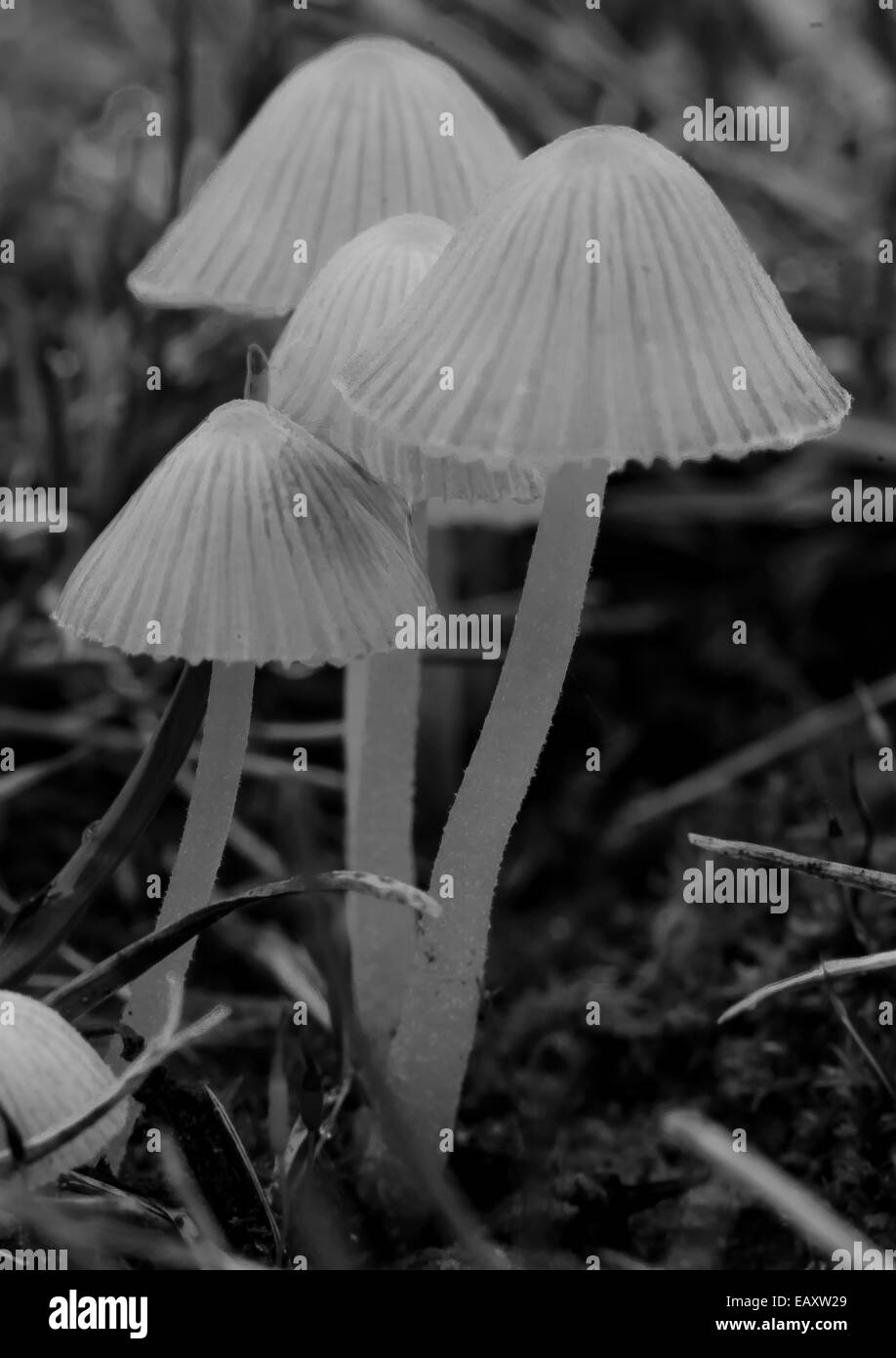 Mushroom gnome fairy faerie mystical magical fairytale spiritual psychedelic fungi forest pixie house black and white macro Stock Photo