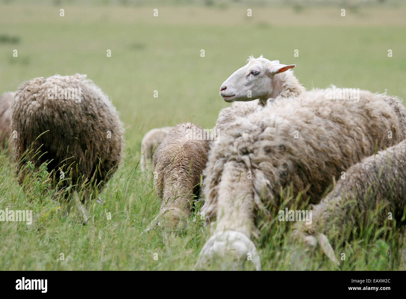 A close up of a sheep flock grazing on a meadow Stock Photo - Alamy