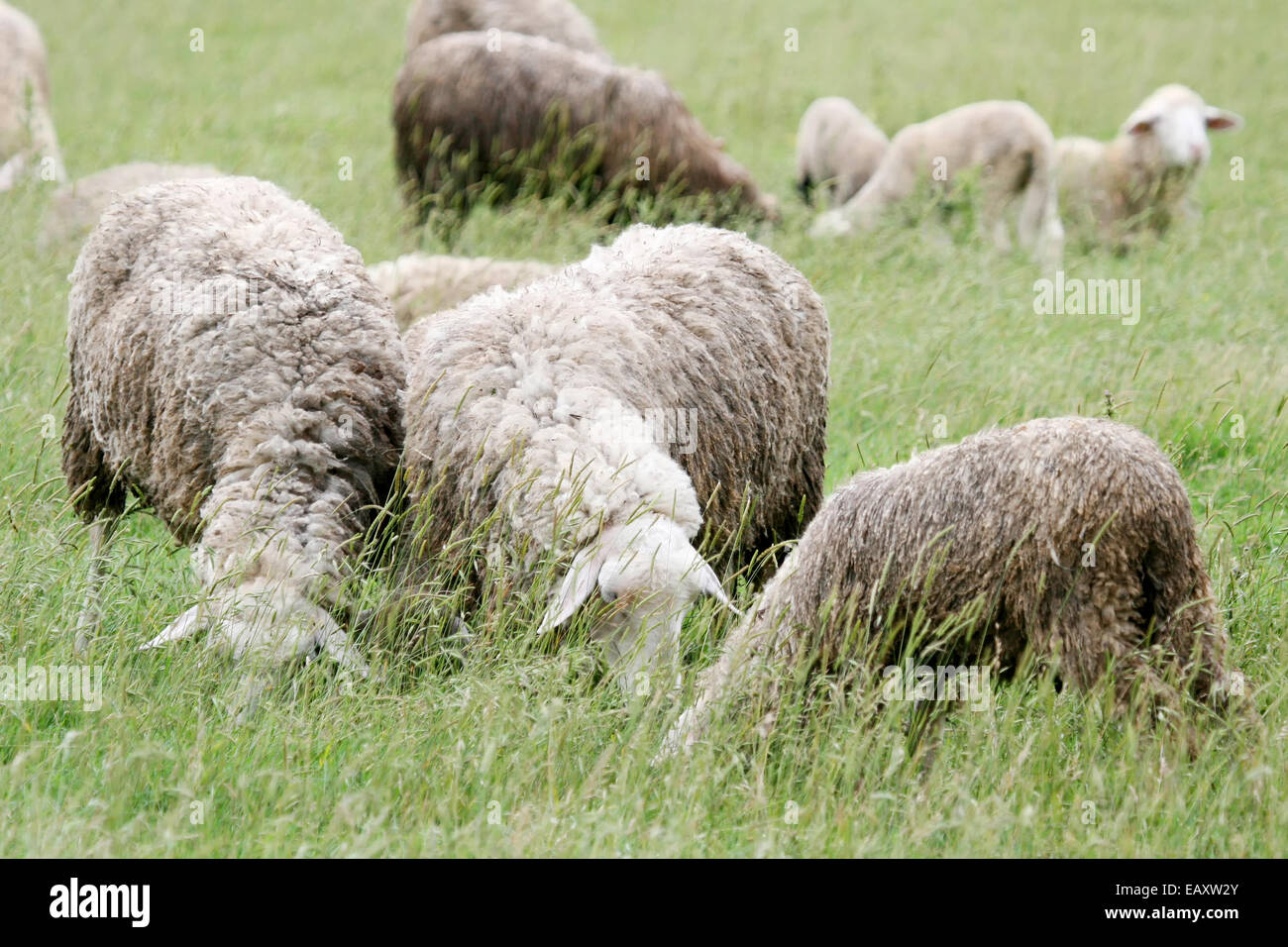 A close up of a sheep flock grazing on a meadow Stock Photo - Alamy