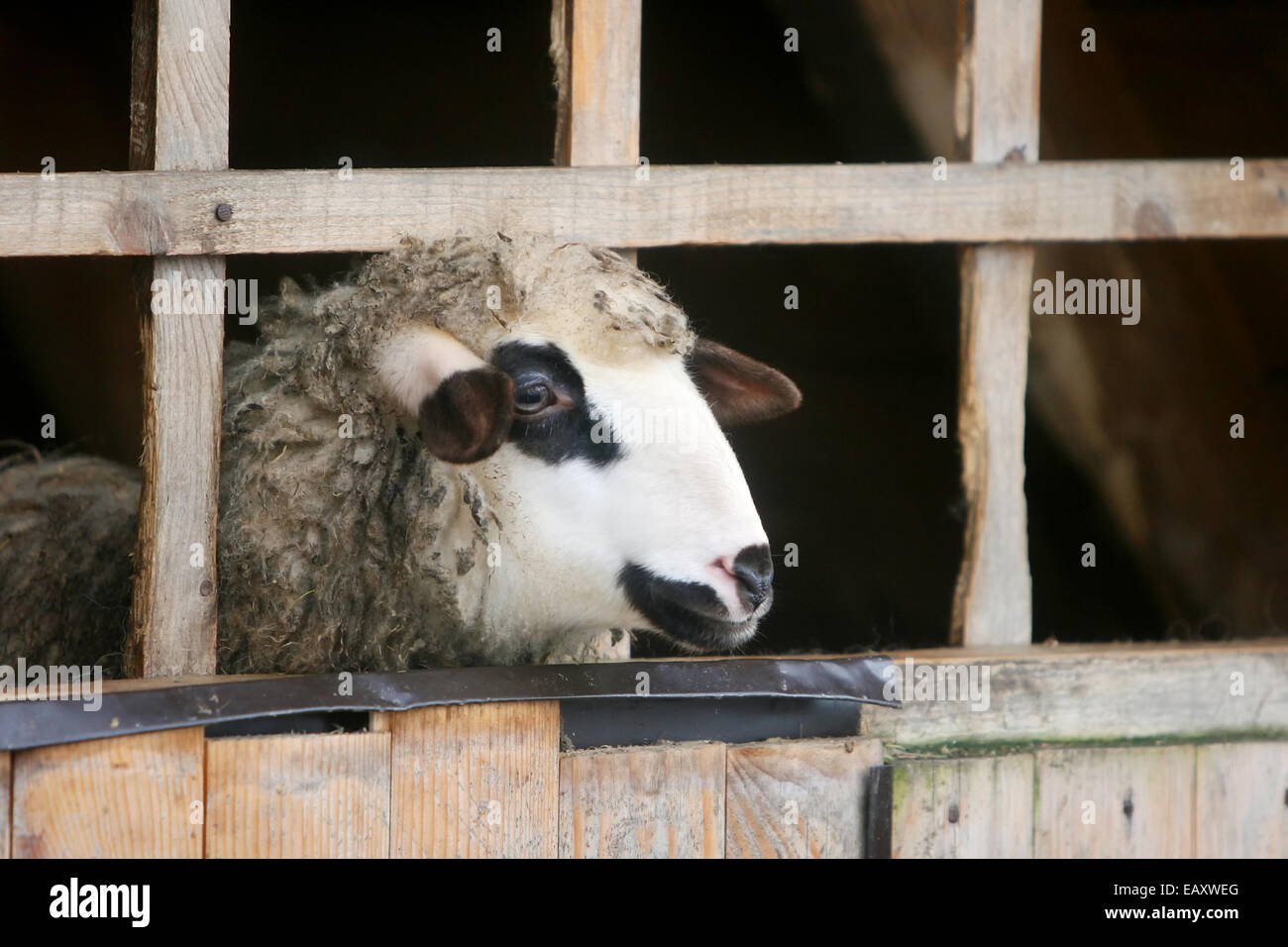 A close up of a sheep locked up in a wooden stall Stock Photo - Alamy