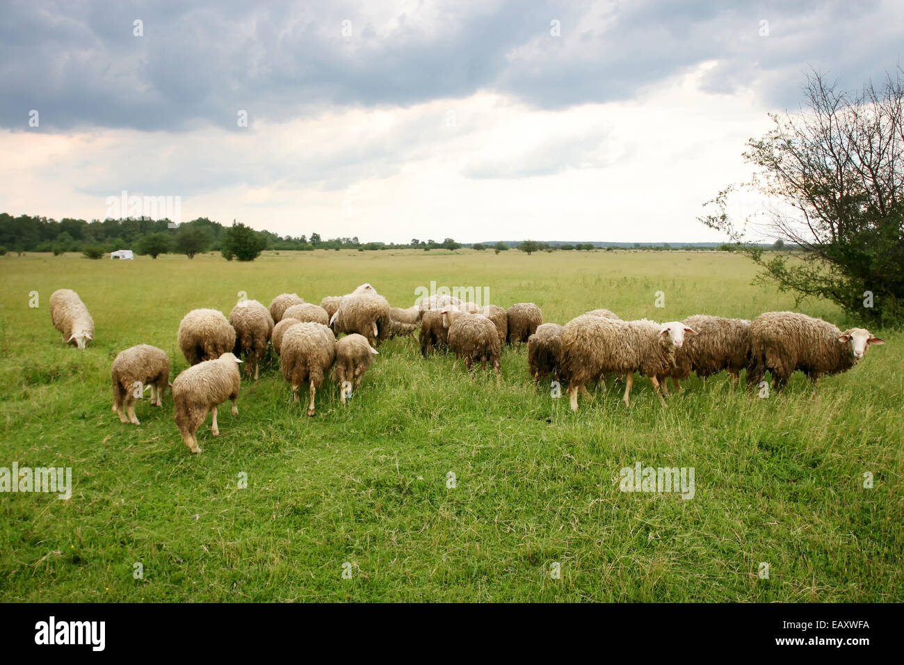 A flock of sheep grazing on a meadow Stock Photo - Alamy