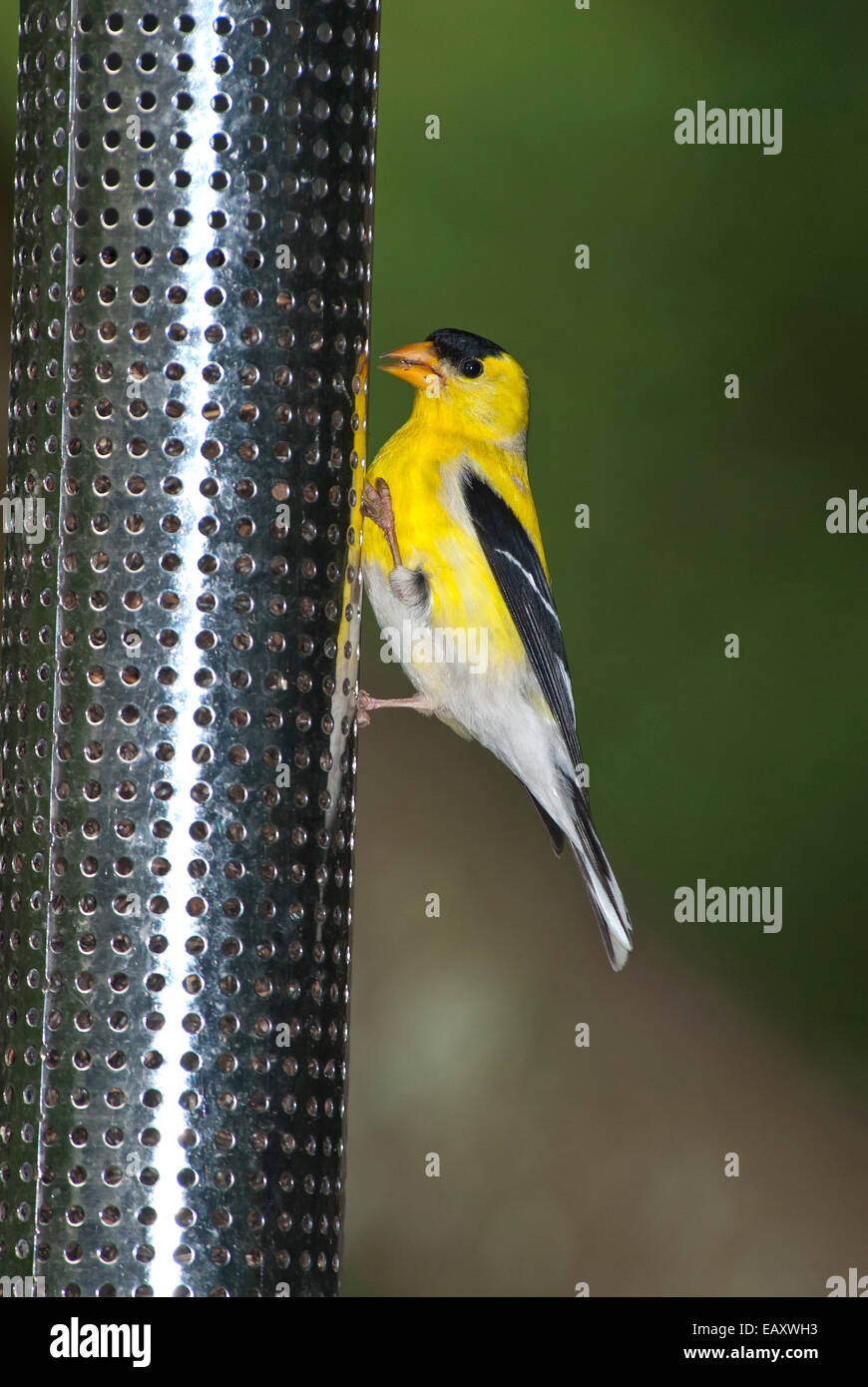 American Goldfinch on bird feeder Stock Photo Alamy