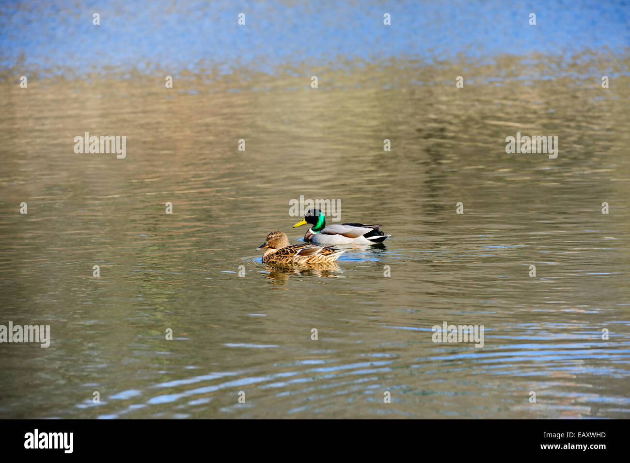 two ducks on the water Stock Photo