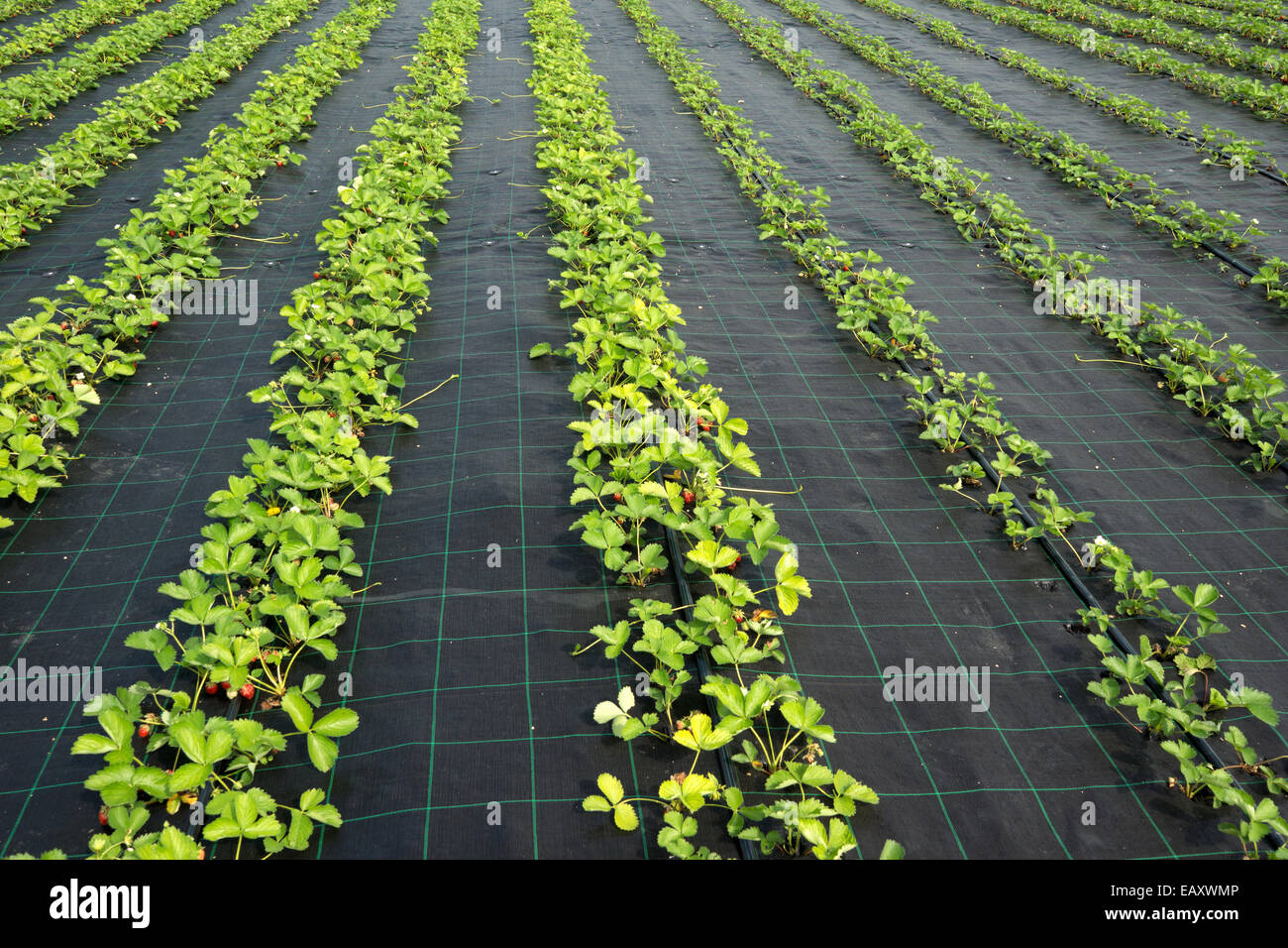 Rows of strawberry plants in a farm field Stock Photo - Alamy