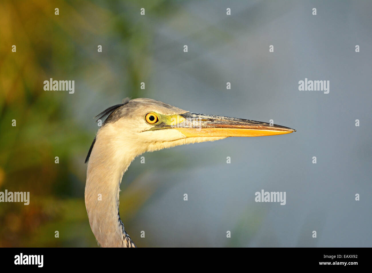 Grey heron head and beak Stock Photo - Alamy