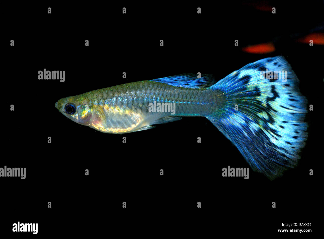Guppi fish, male Stock Photo