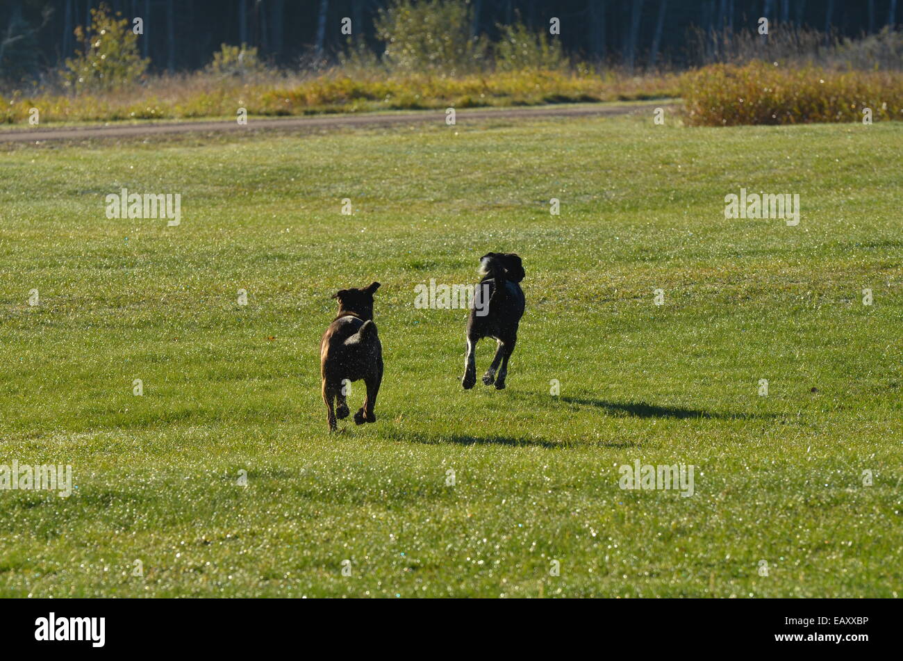 two dogs running away Stock Photo