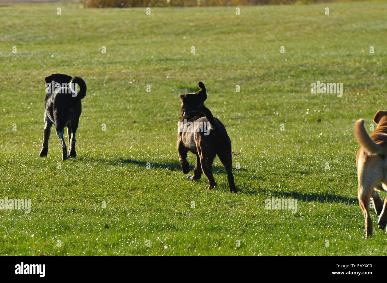 What Dog Breeds Run Away