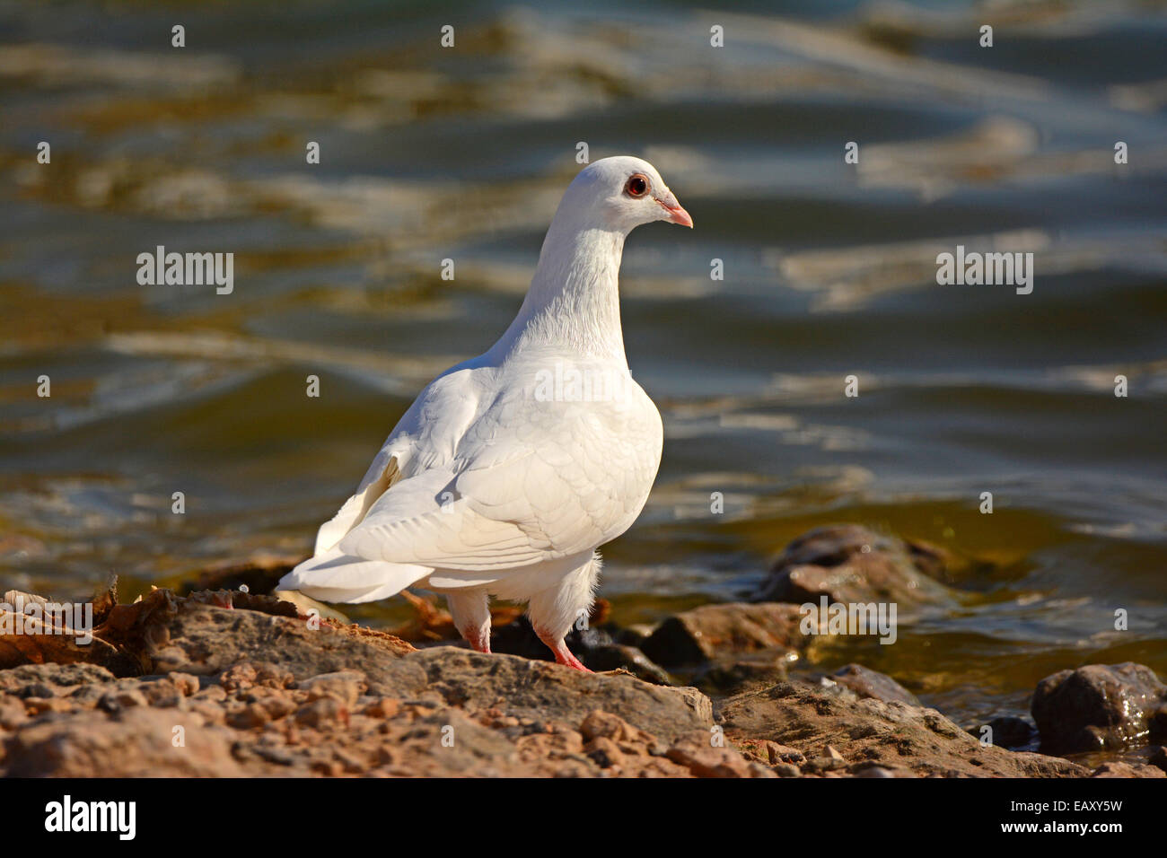 White pigeon near water Stock Photo